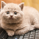 Illustration for article titled Why Cats Love Sitting on Keyboards